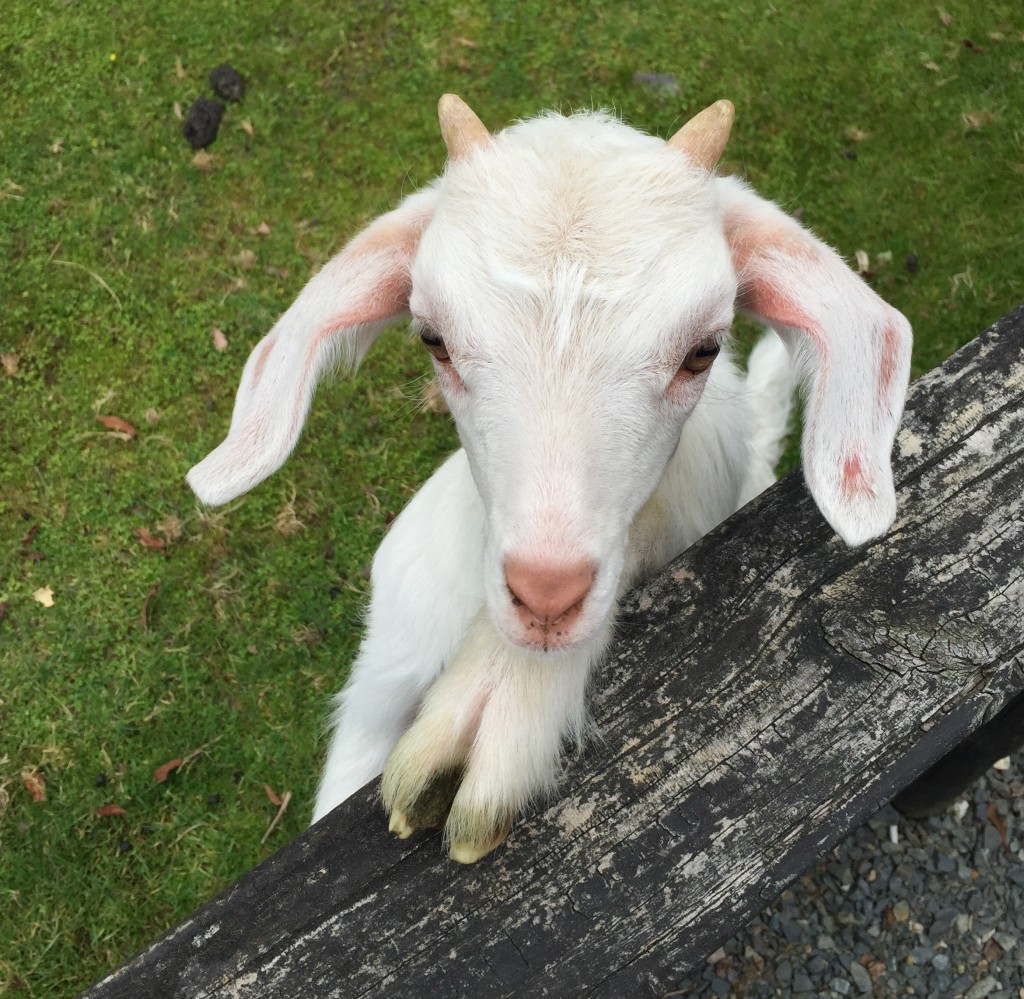 Donkeys, Goats and Pigs OH MY! The Droolitzer