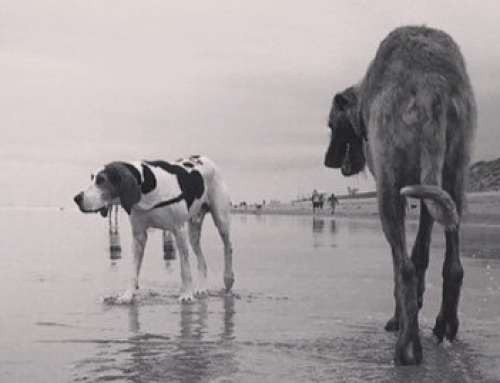 Gentle Giants