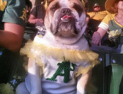 Bark in The Park