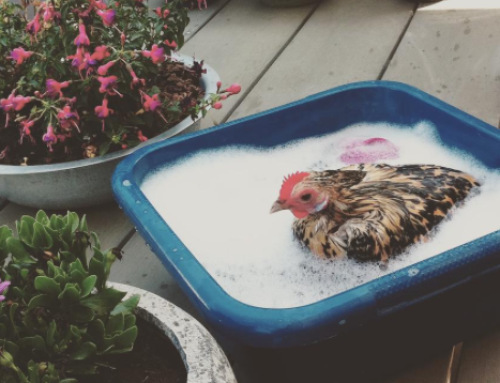 Chicken Bath